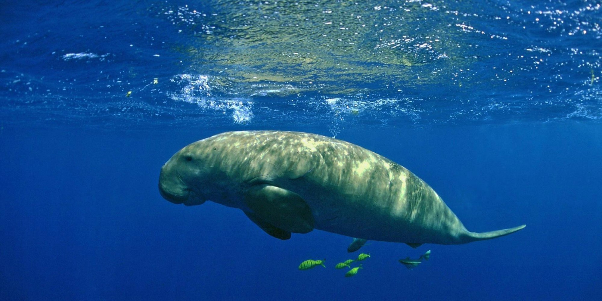 Dugong 250822