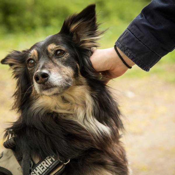 Hund wird gestreichelt