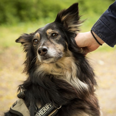 Hund wird gestreichelt