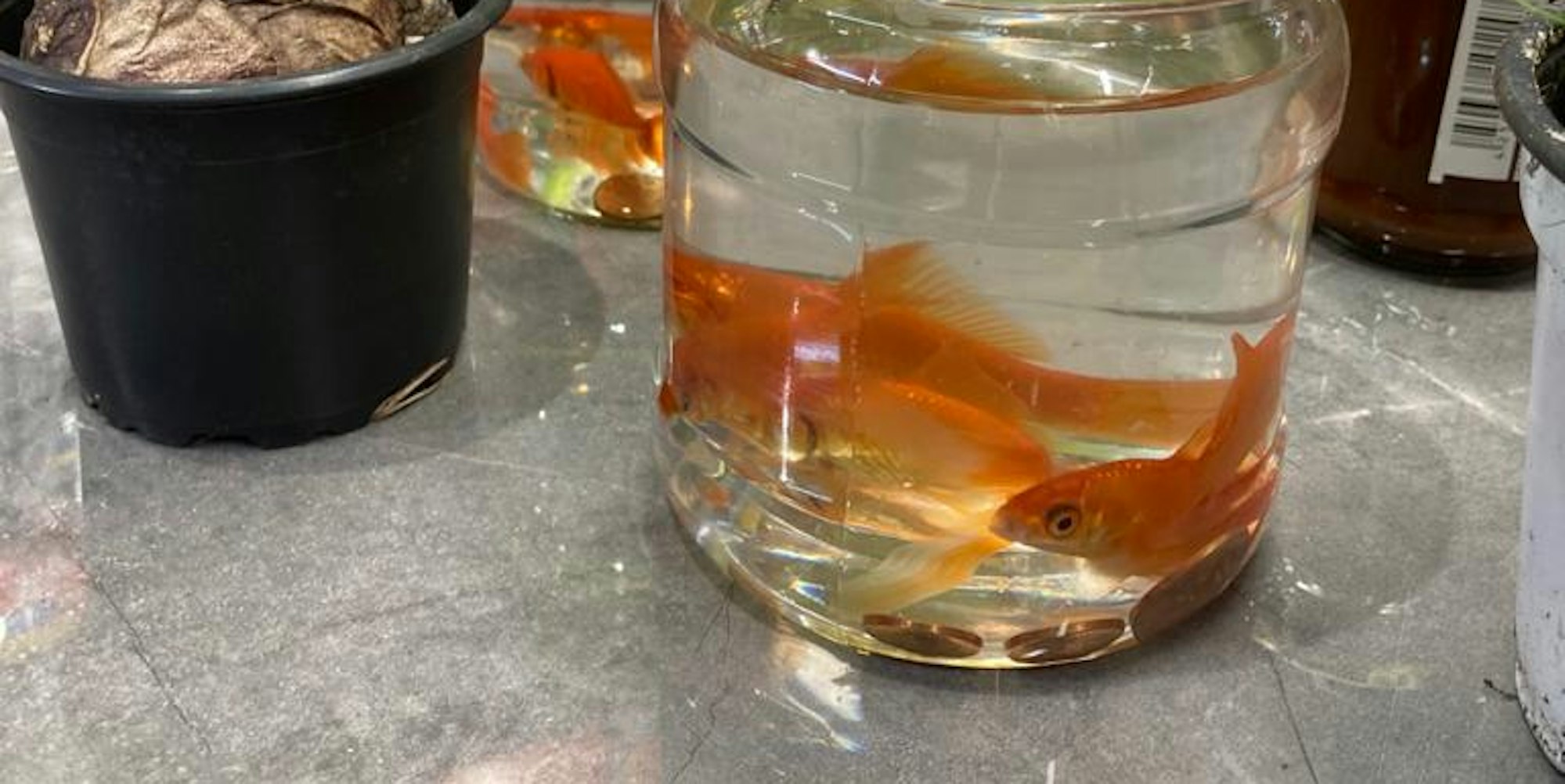 32_FOTO_Goldfische_Kiosk