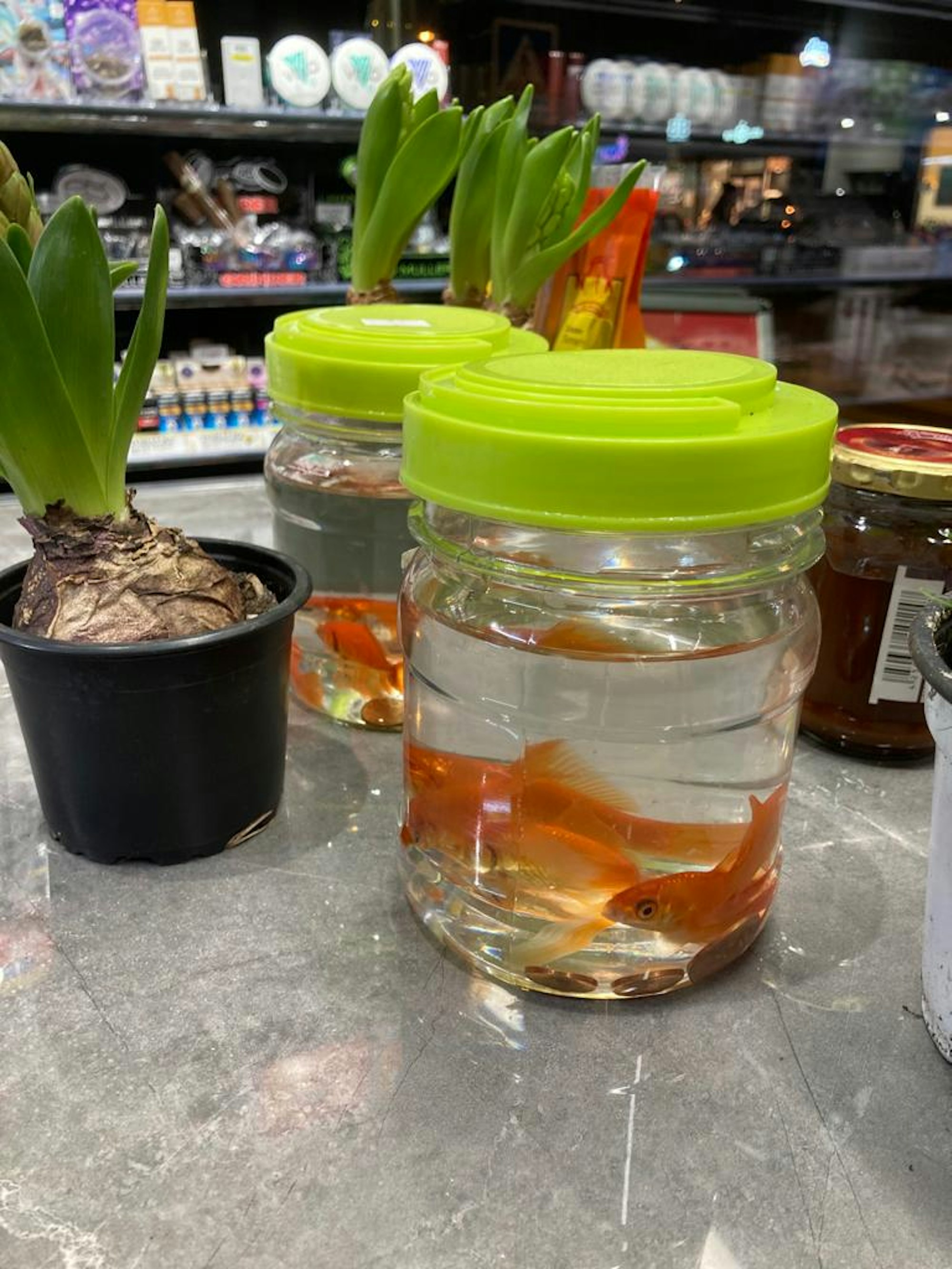 32_FOTO_Goldfische_Kiosk