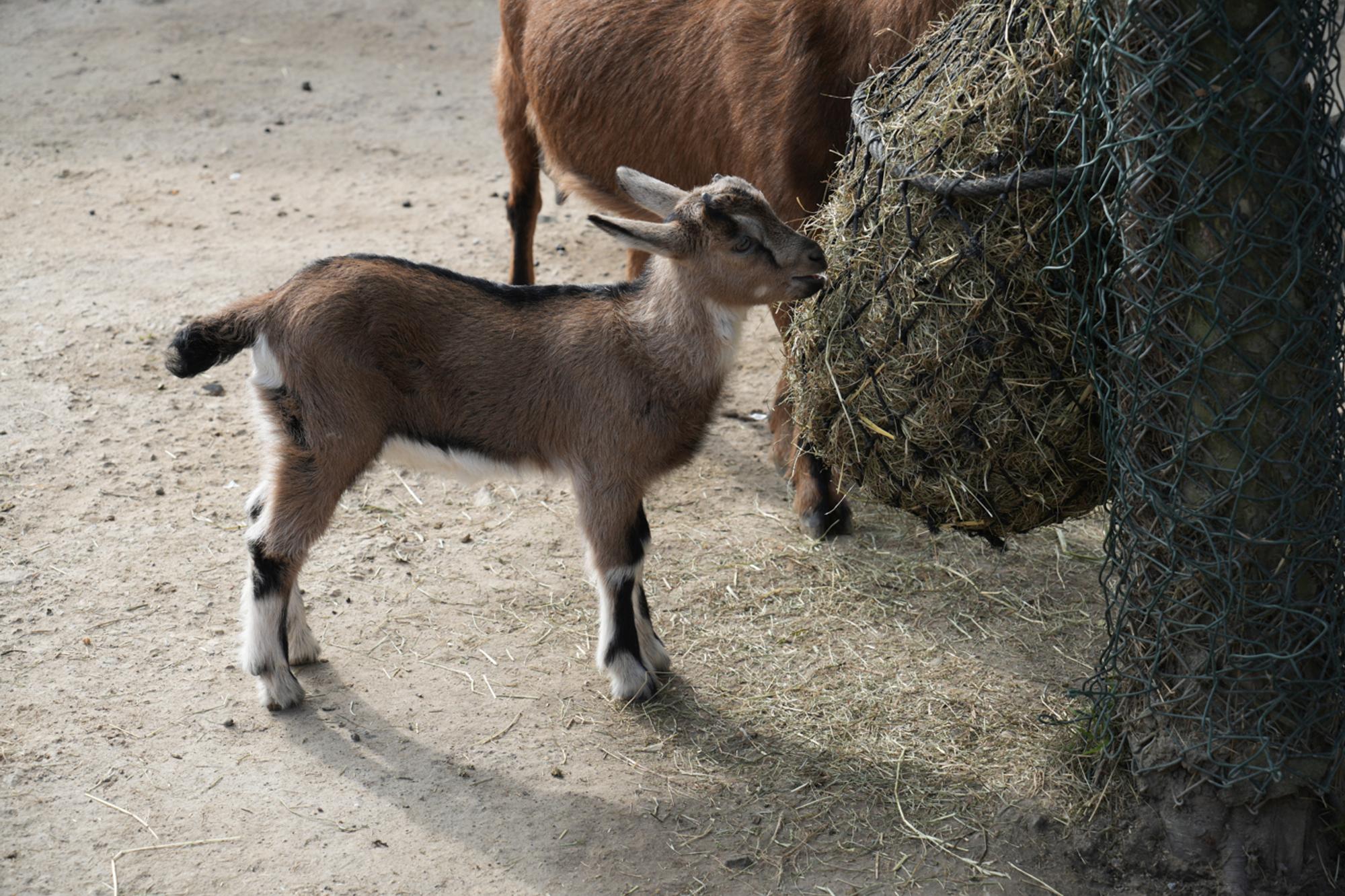 Henneschen im Kölner Zoo