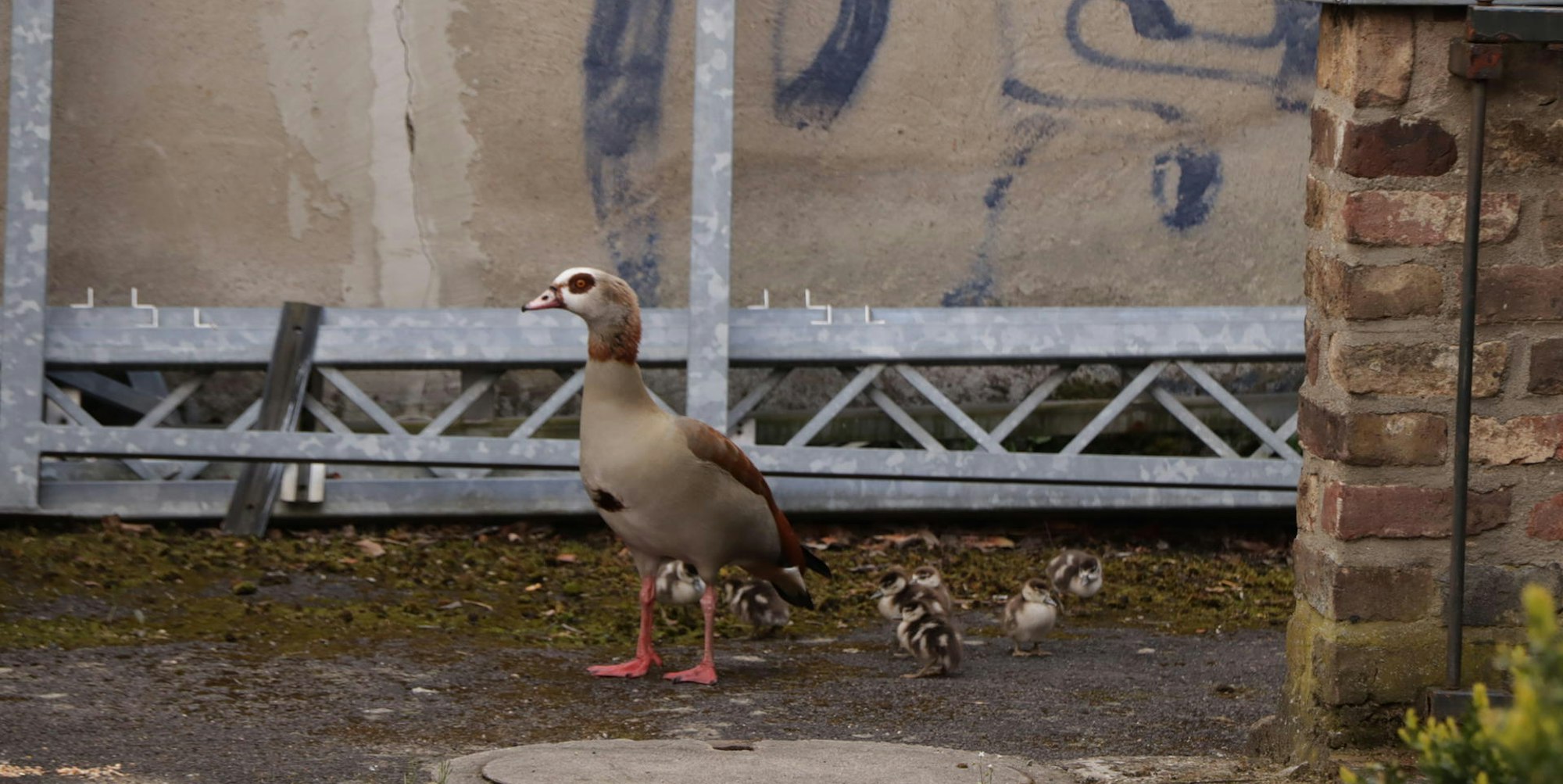 merten_nilgaense_mkl_19