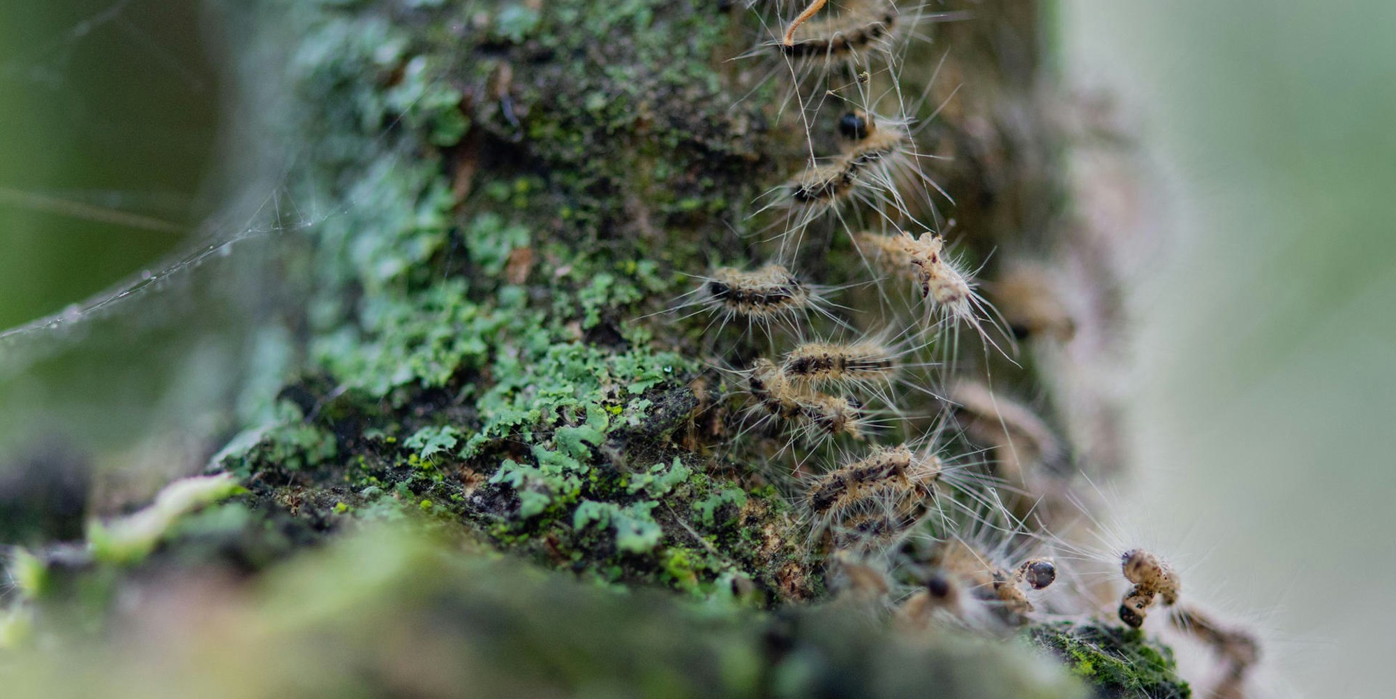 Eichenprozessionsspinner