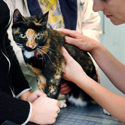 DPA - Katze beim Tierarzt