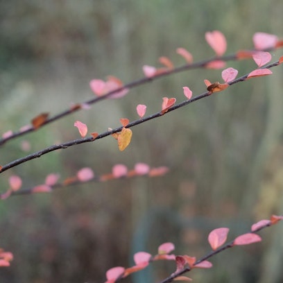 20191128max-garten26