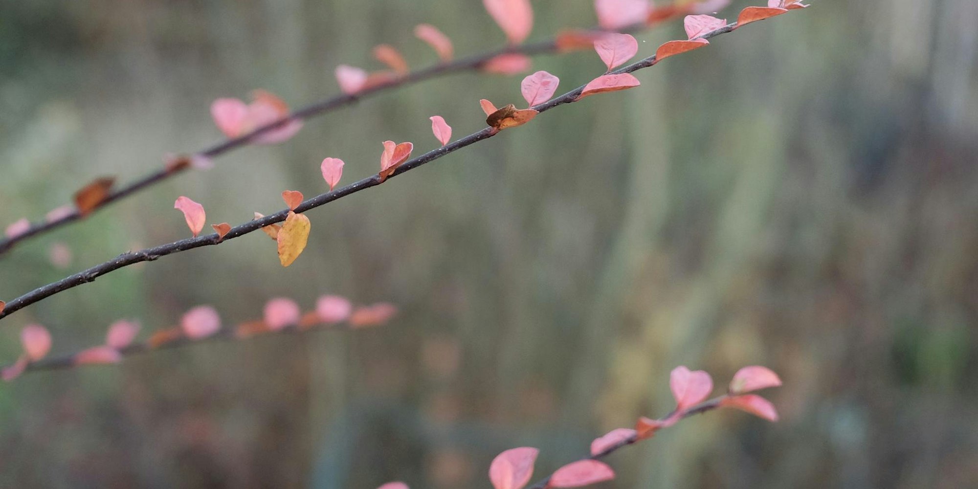 20191128max-garten26