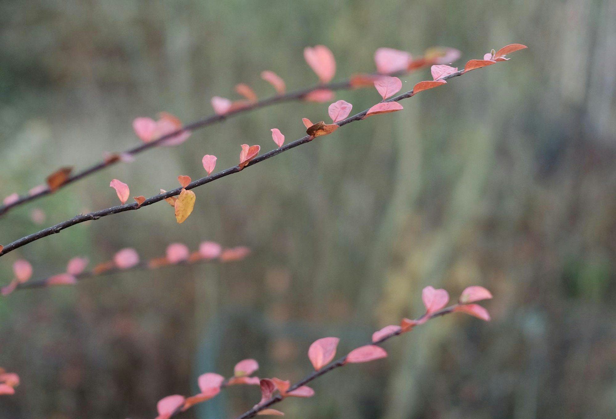 20191128max-garten26