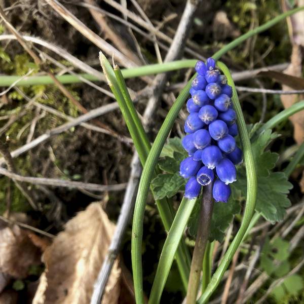 Gartenkalender April Grönert1
