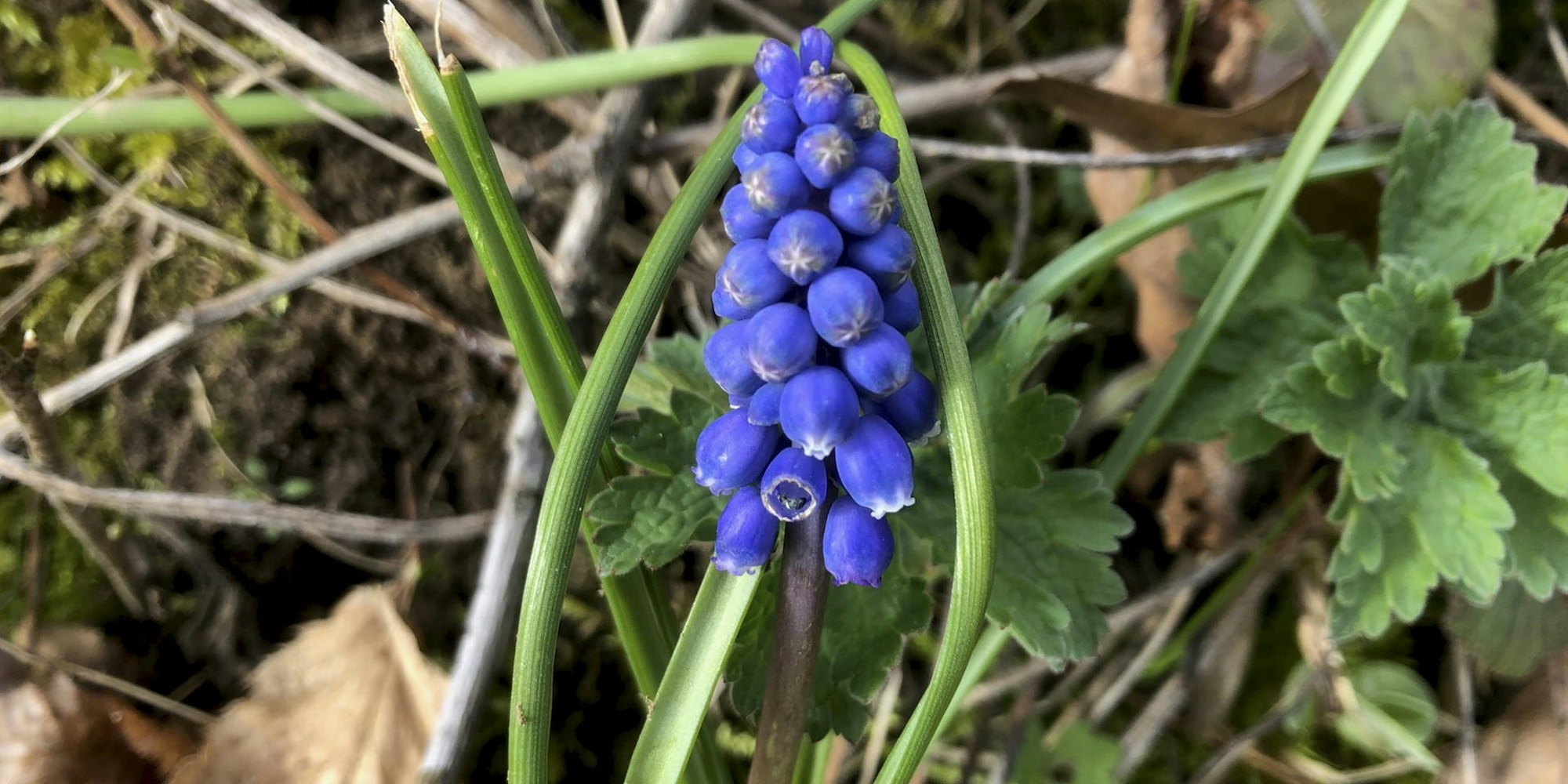 Gartenkalender April Grönert1