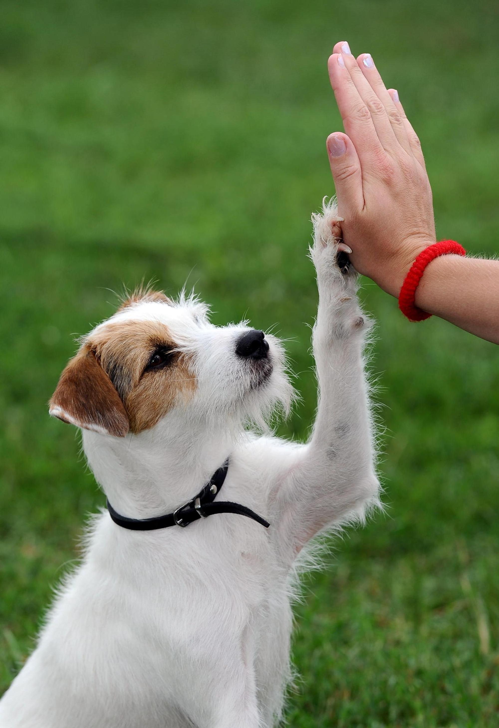 Hund und Halter schlagen ein