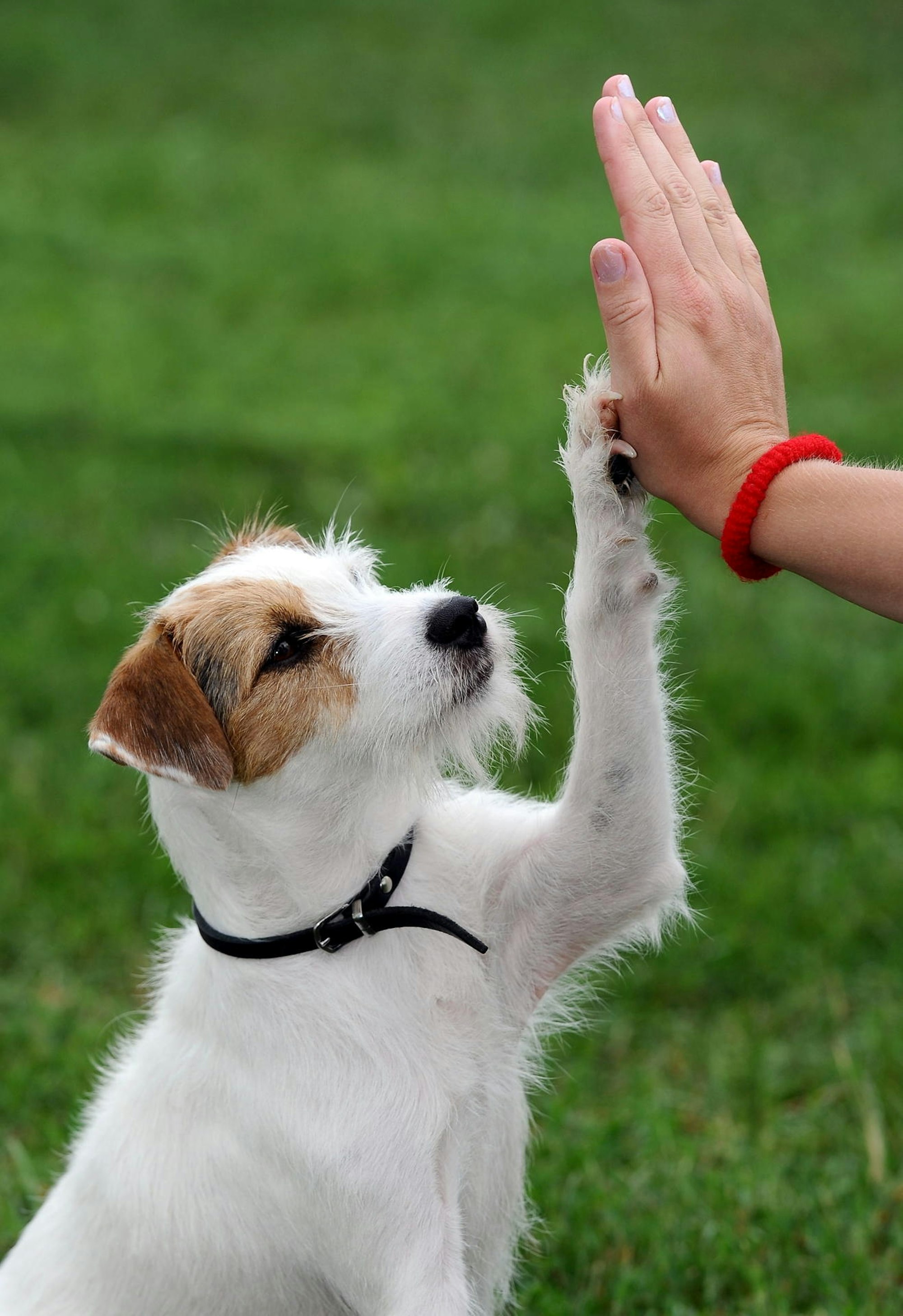Hund und Halter schlagen ein