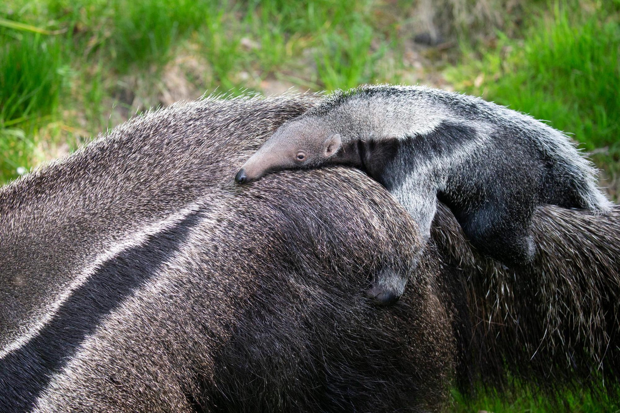 20220421_tb_Zoo_Ameisenbaer_003