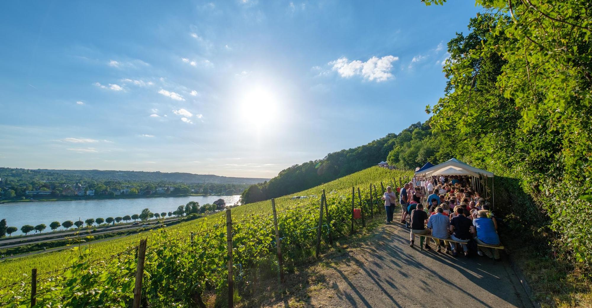 Wein am Rhein10