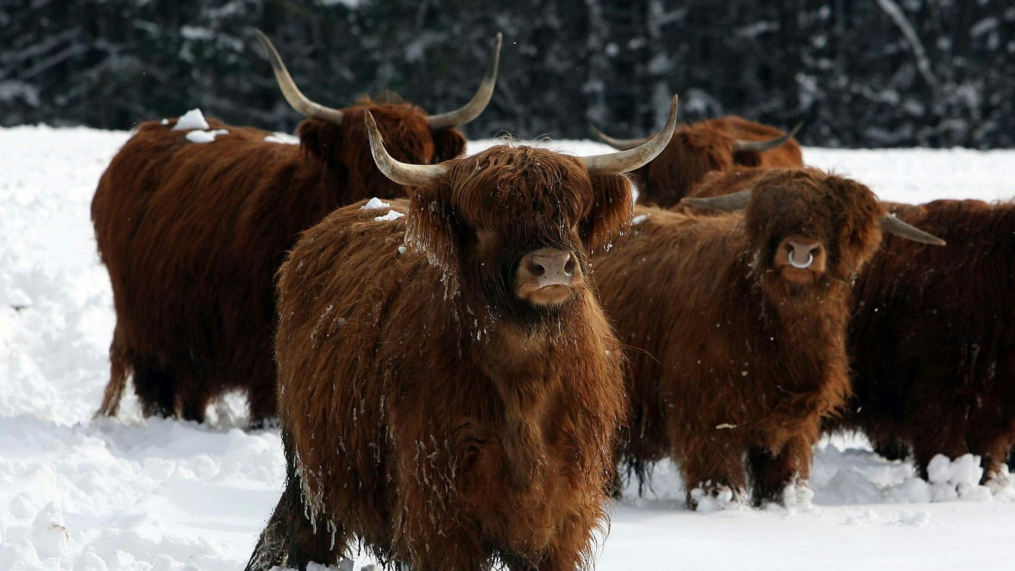 Schottische Hochlandrinder bei Hellenthal.