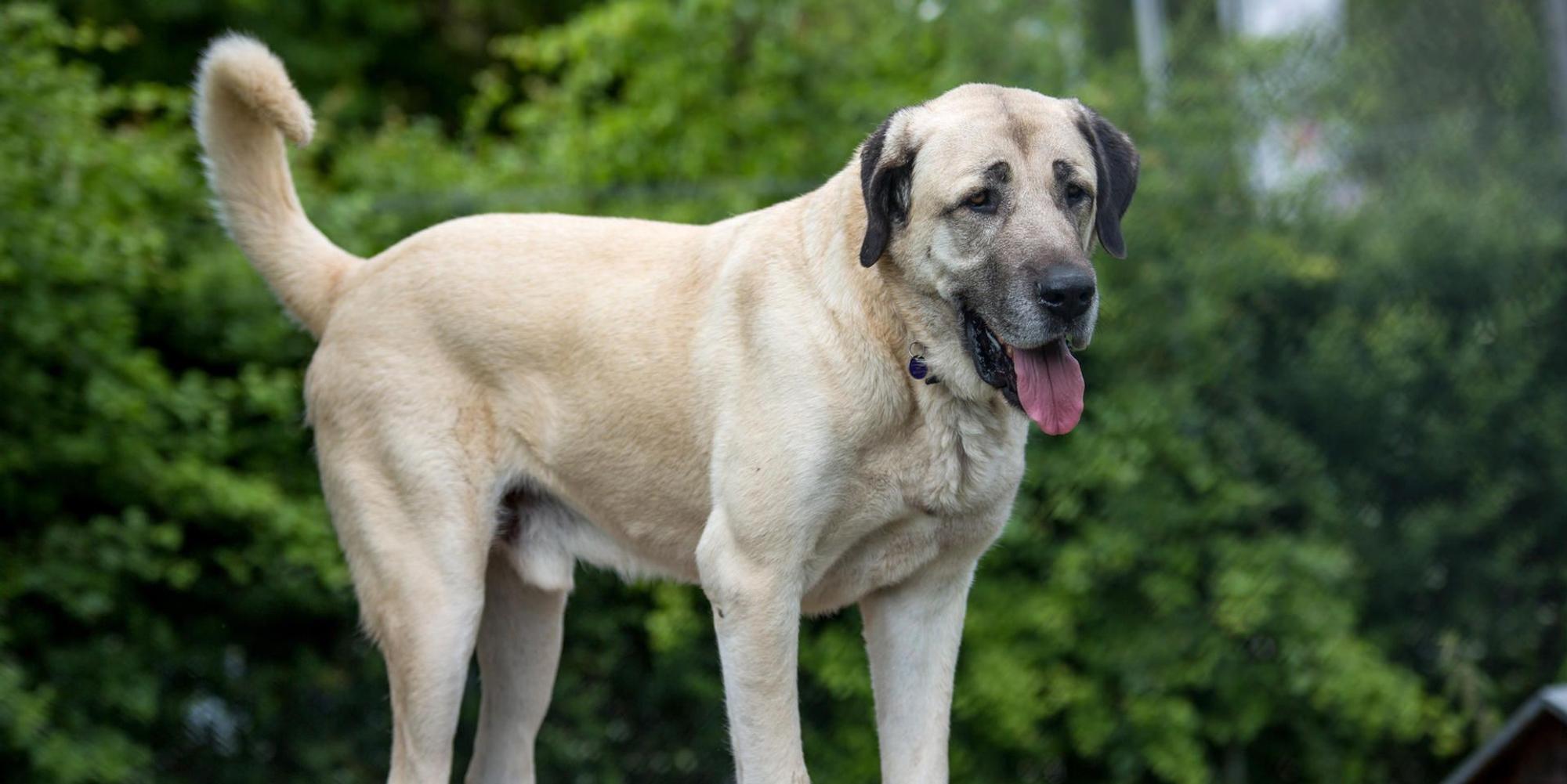 Kangal