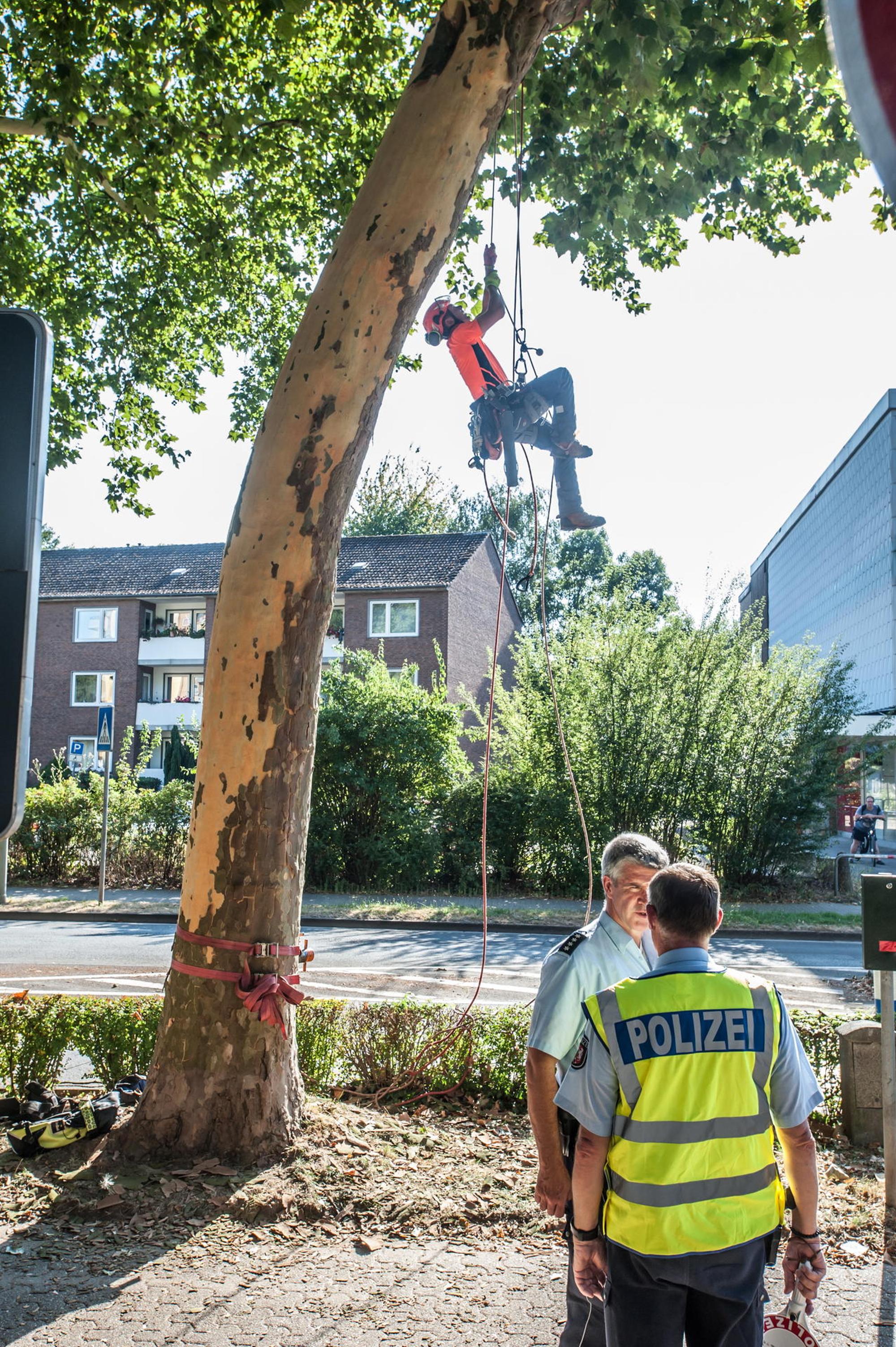 leichlingen-der-Baum1