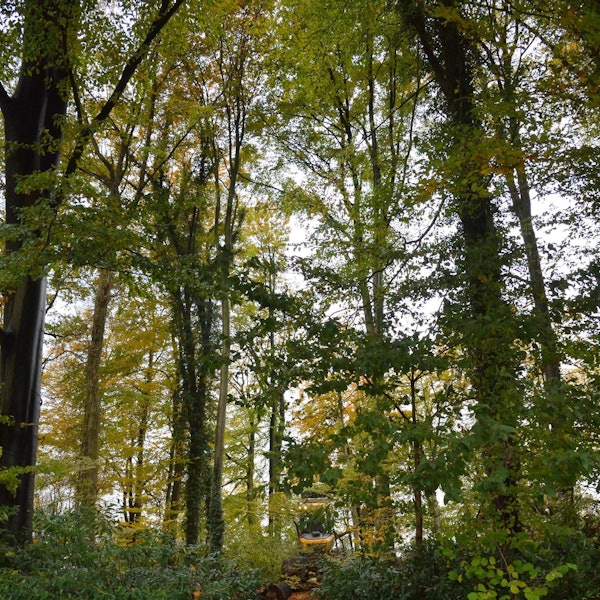 Wald Dürscheidt