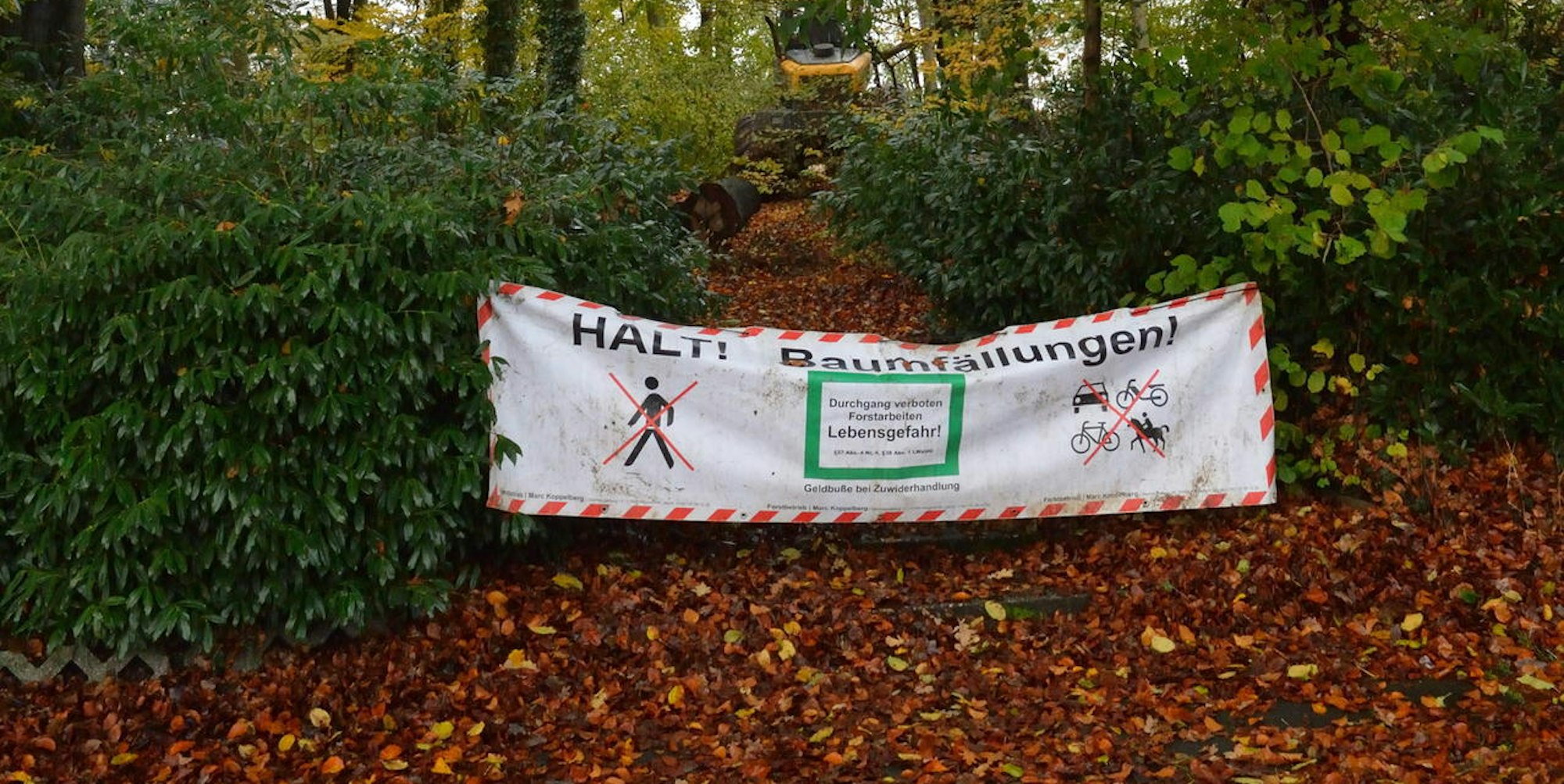 Wald Dürscheidt