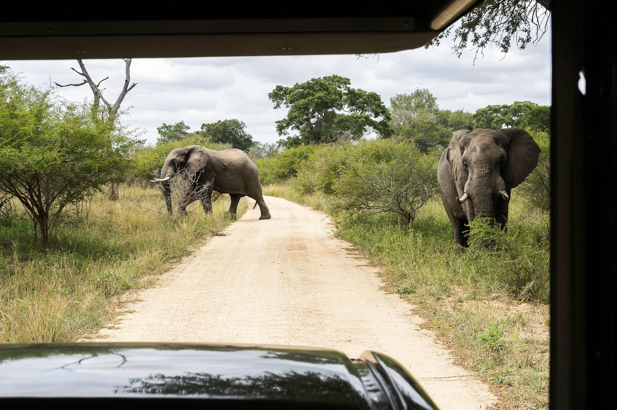 suedafrika_elefanten_dpa
