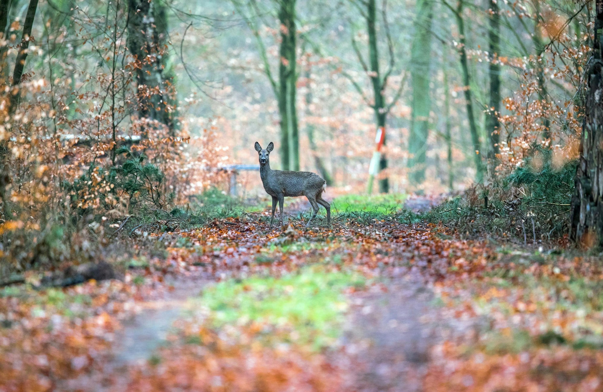 Rehe_im_Wald_66176856