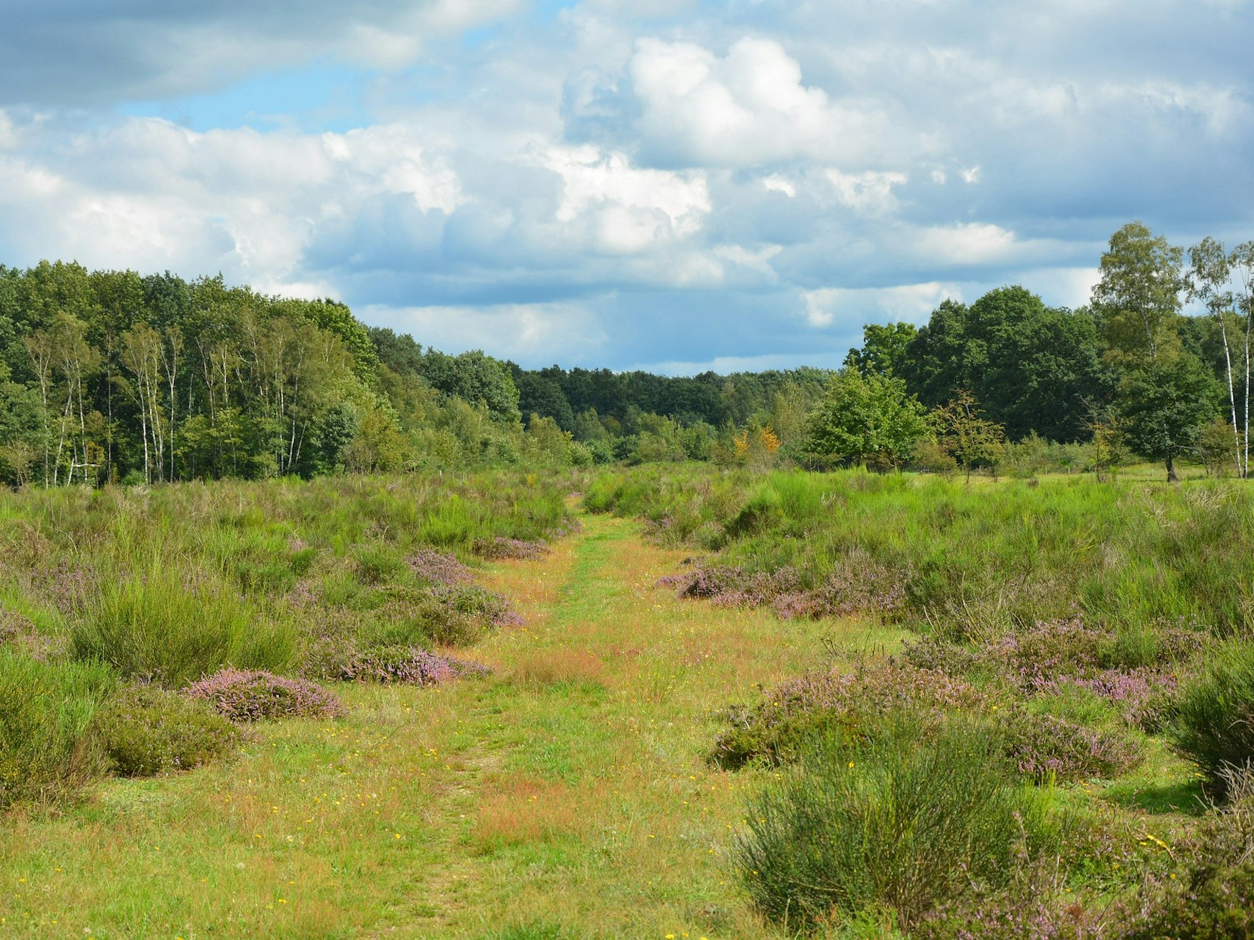 heide-2773897_1920