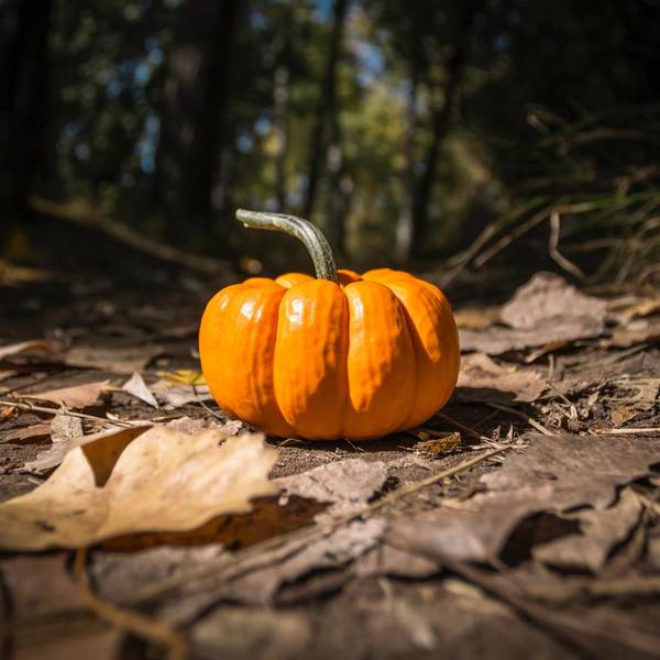 Kürbis Unsplash steve-halama-DVSvLNxUxJM-unsplash
