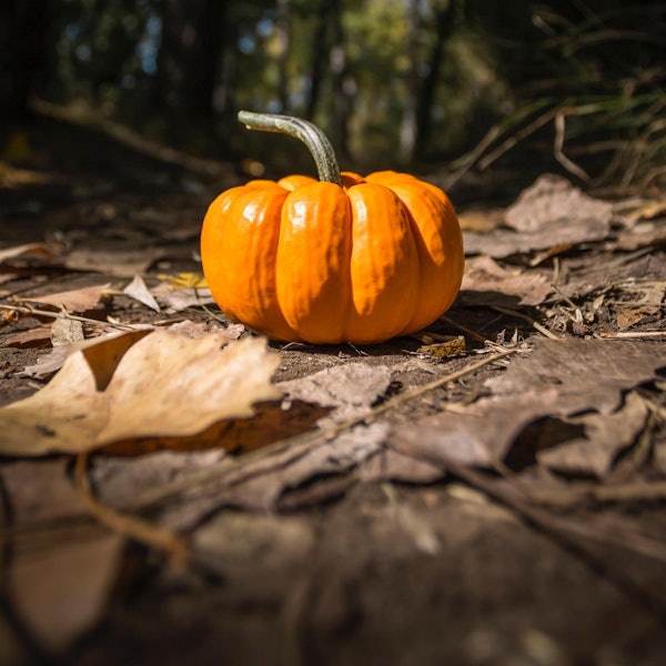 Kürbis Unsplash steve-halama-DVSvLNxUxJM-unsplash