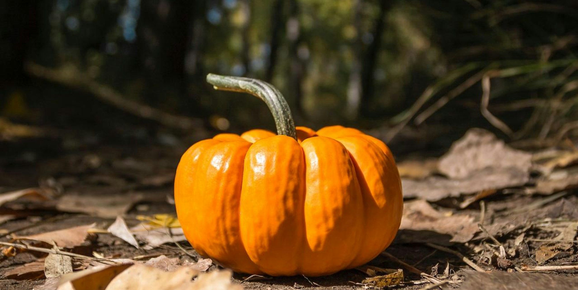 Kürbis Unsplash steve-halama-DVSvLNxUxJM-unsplash