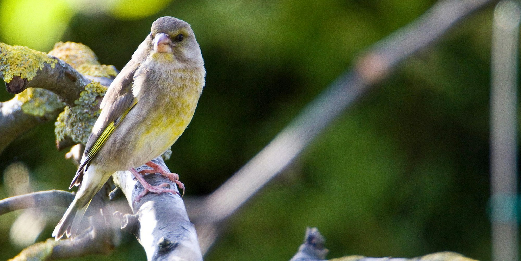 Grünfink Günter Lessenich