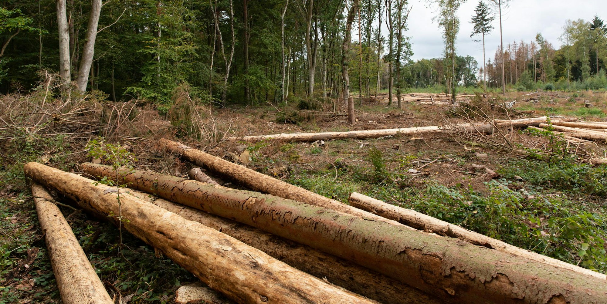 Witterschlick_Rodung_1_keh