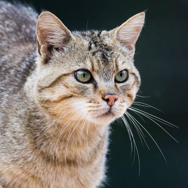 Katze Symbol 240819