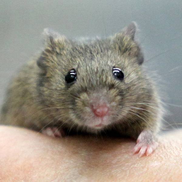 Maus_auf_Hand_ Symbol_dpa