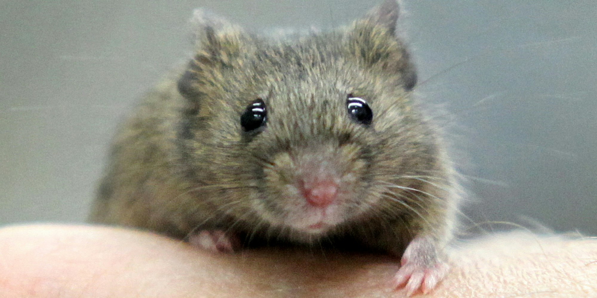 Maus_auf_Hand_ Symbol_dpa