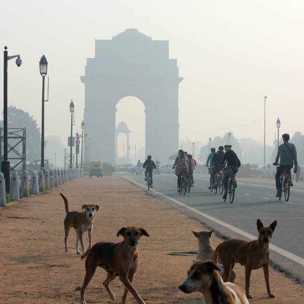 Tollwut streunende Hunde in Neu Delhi Indien
