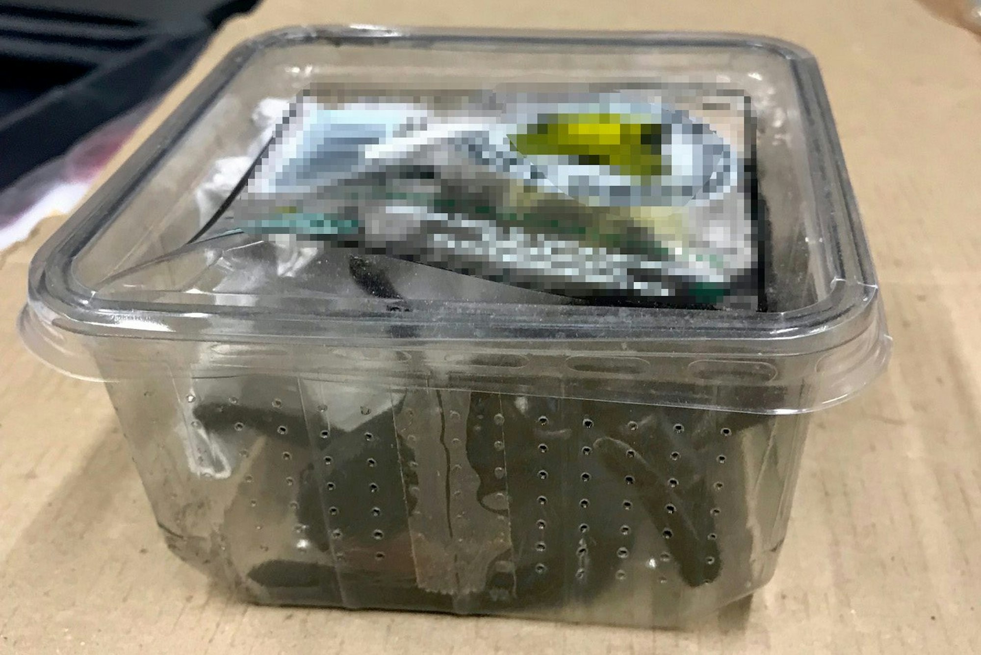 Vogelspinnen in Düsseldorf