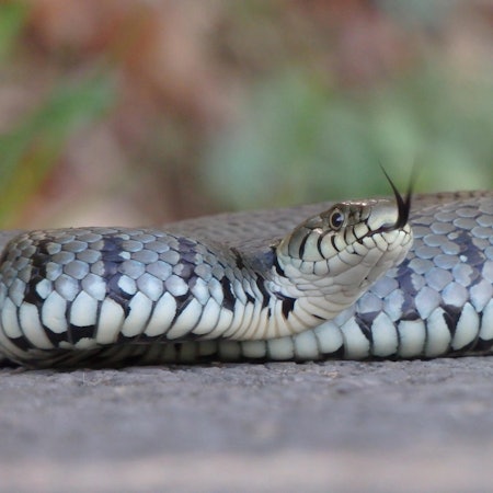 digas-156080254_MDS-KSTA-2018-03-02-71-129762421