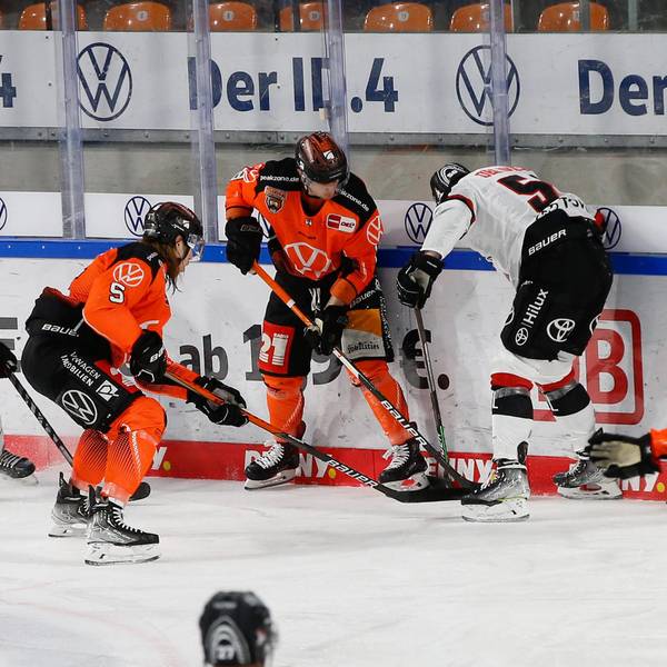 Haie Grizzlys
