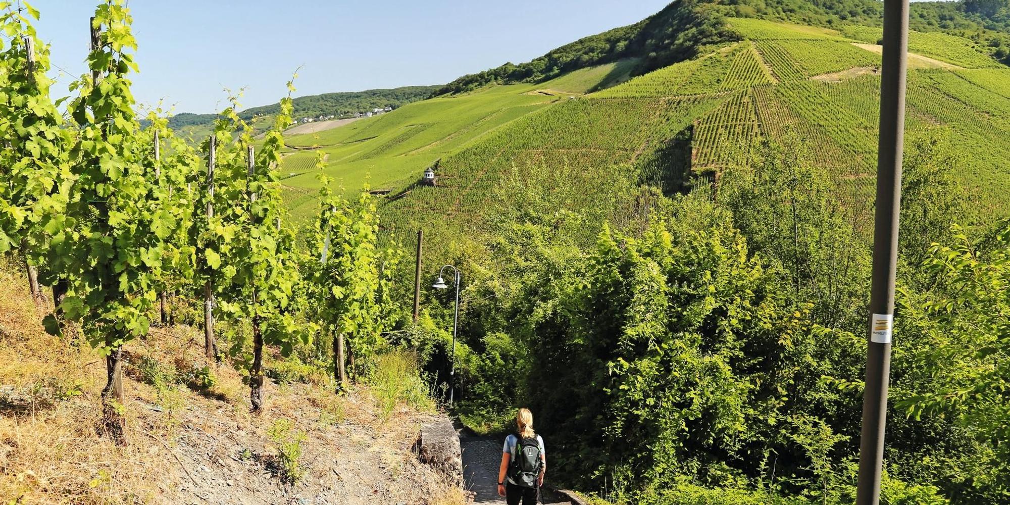 MOSEL15_Wandern auf dem Moselsteig und seinen Seitensprüngen (c) Thomas Sbikowski