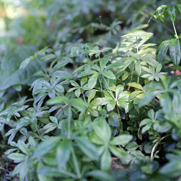 waldmeister ohne blüten