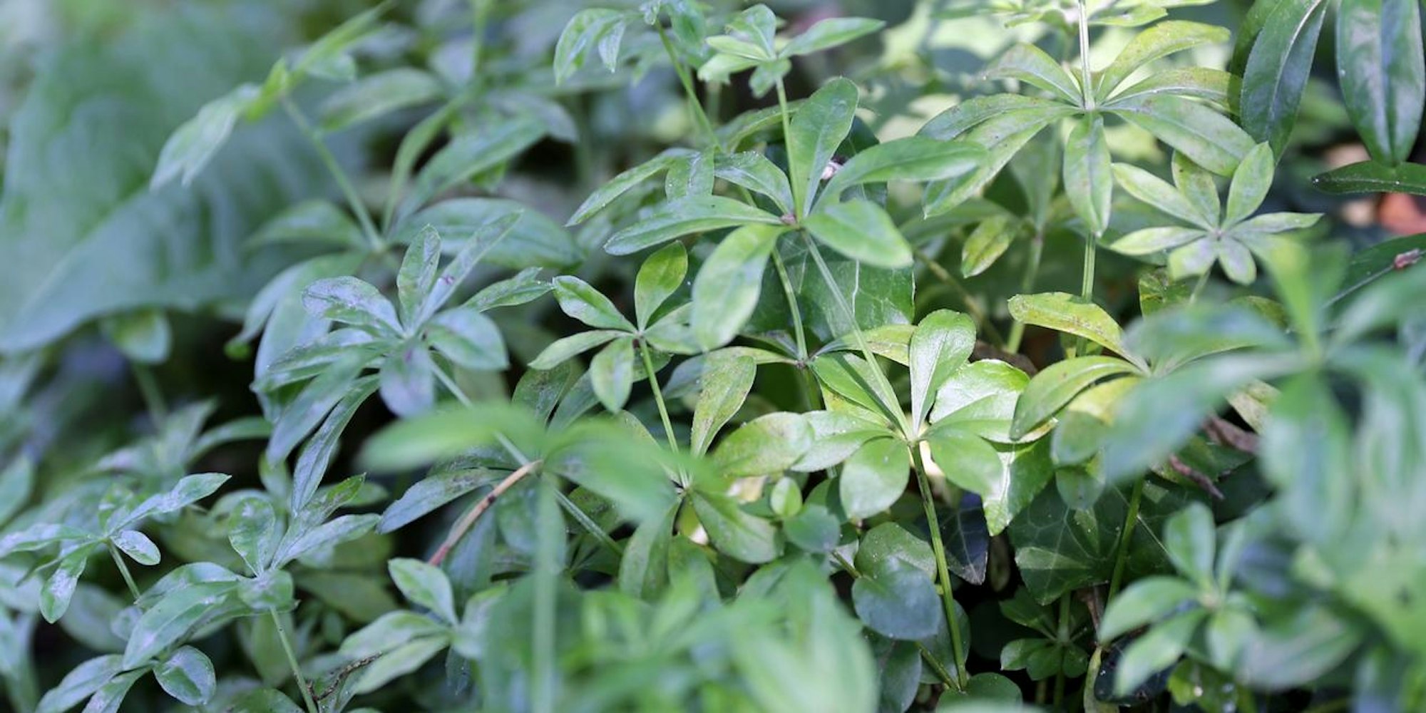 waldmeister ohne blüten