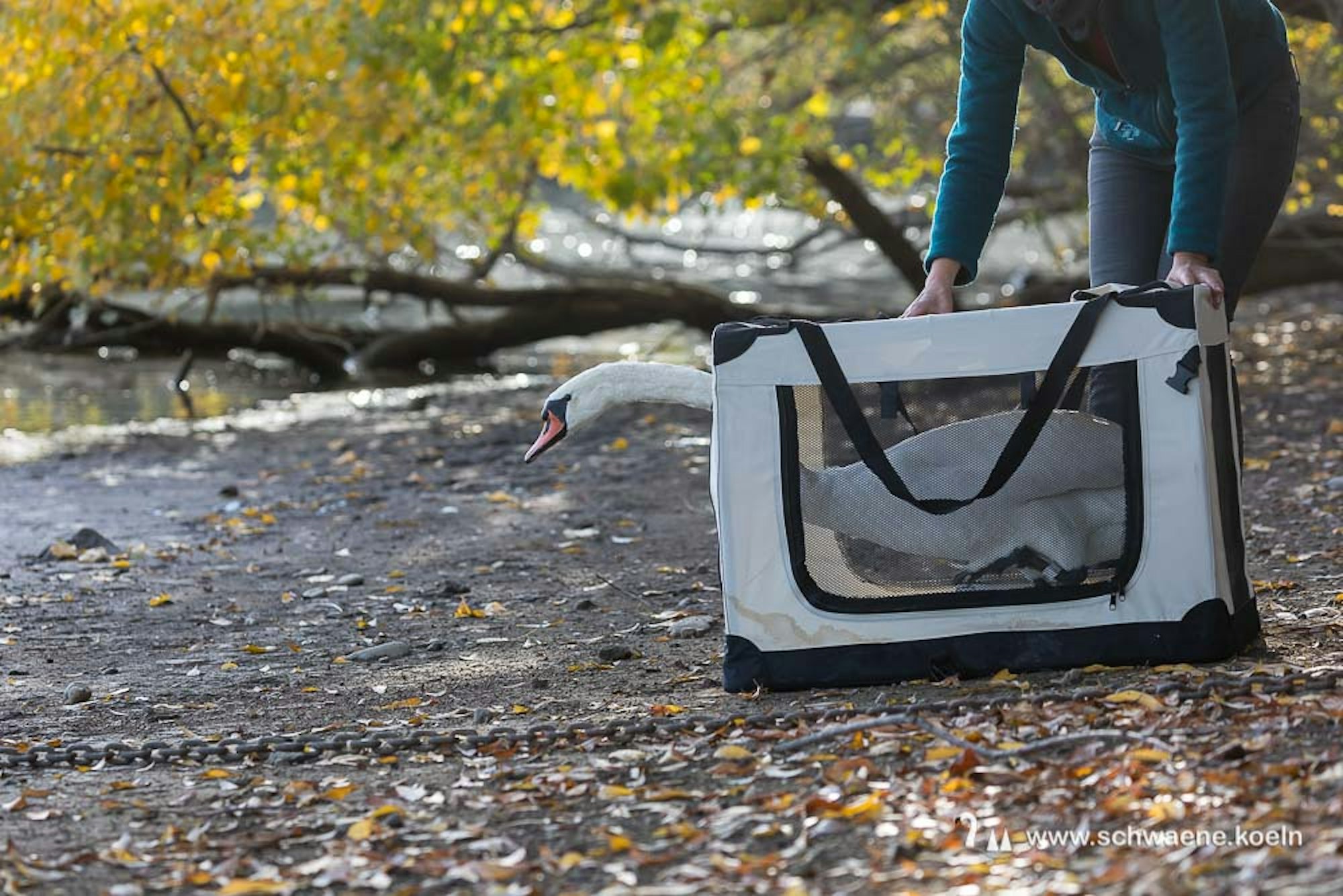 sues Schwan zurück 1 Foto Wolfhard Scherping