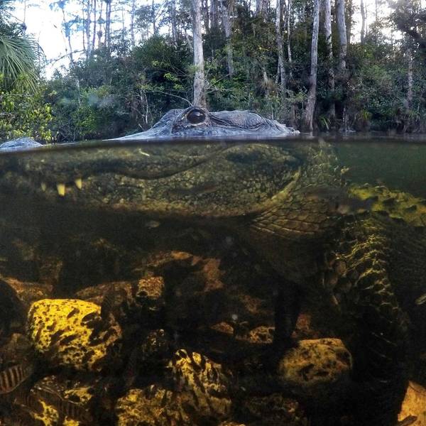 Alligator Symbol