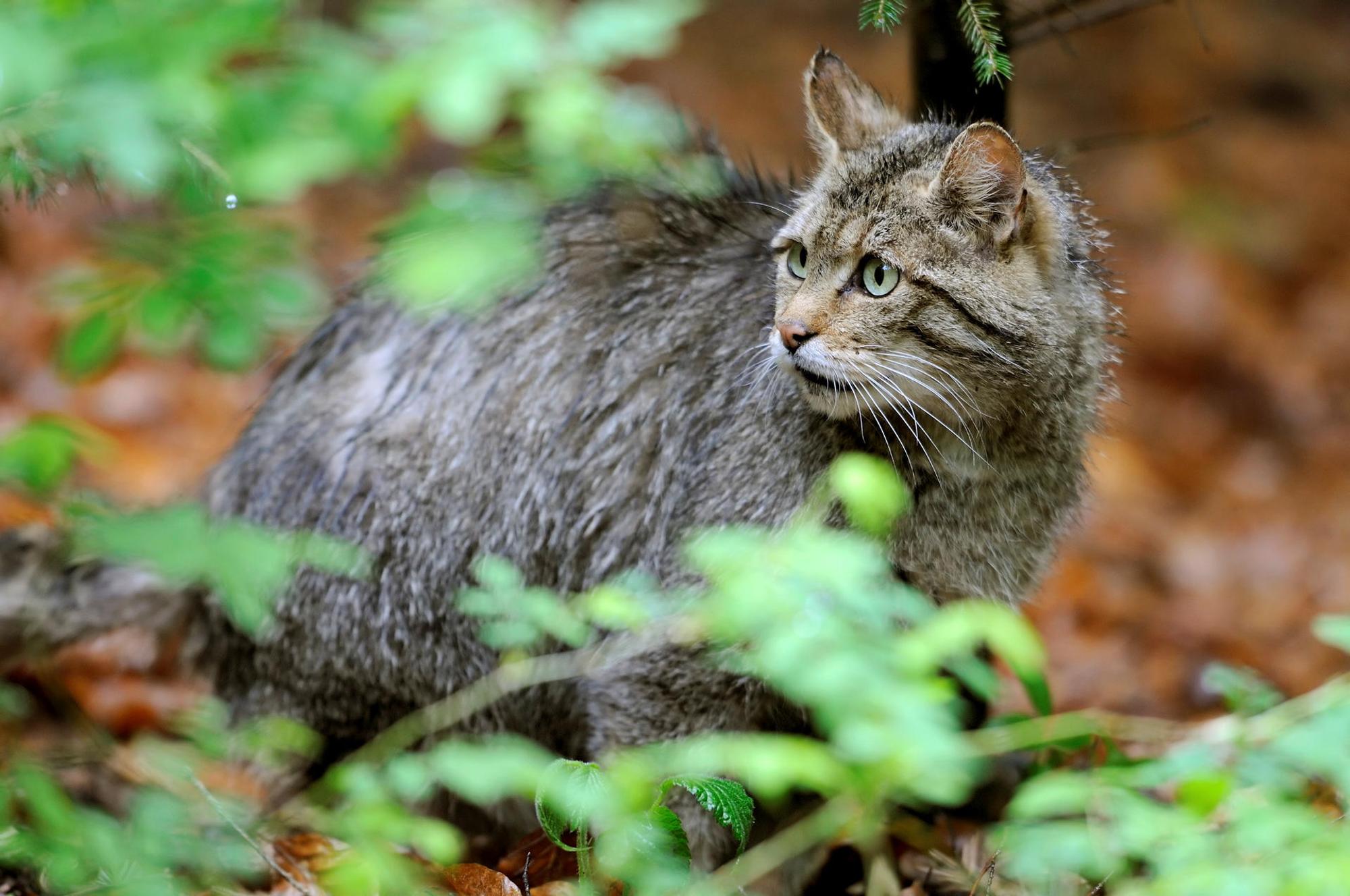 wildkatze