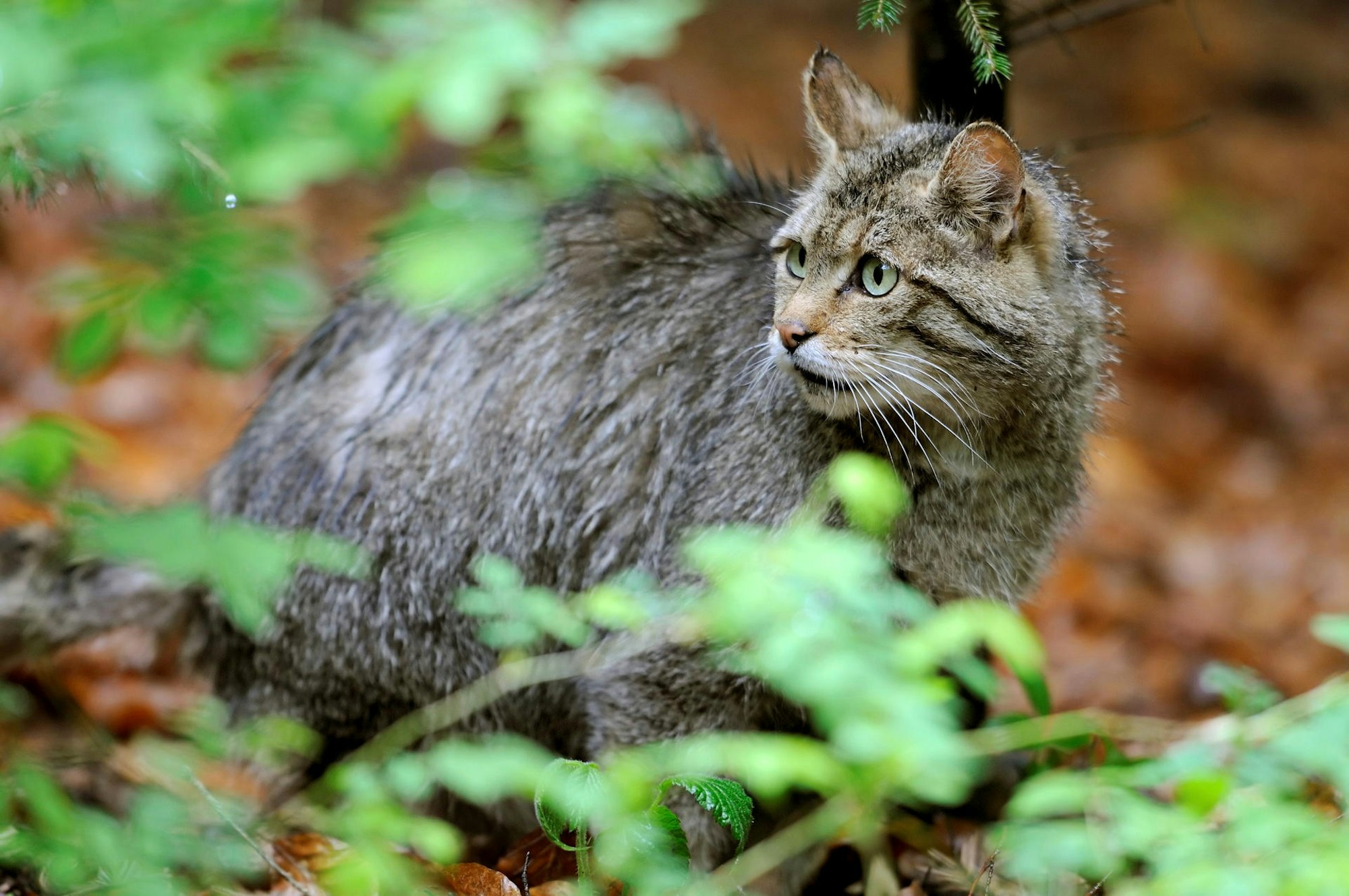 wildkatze