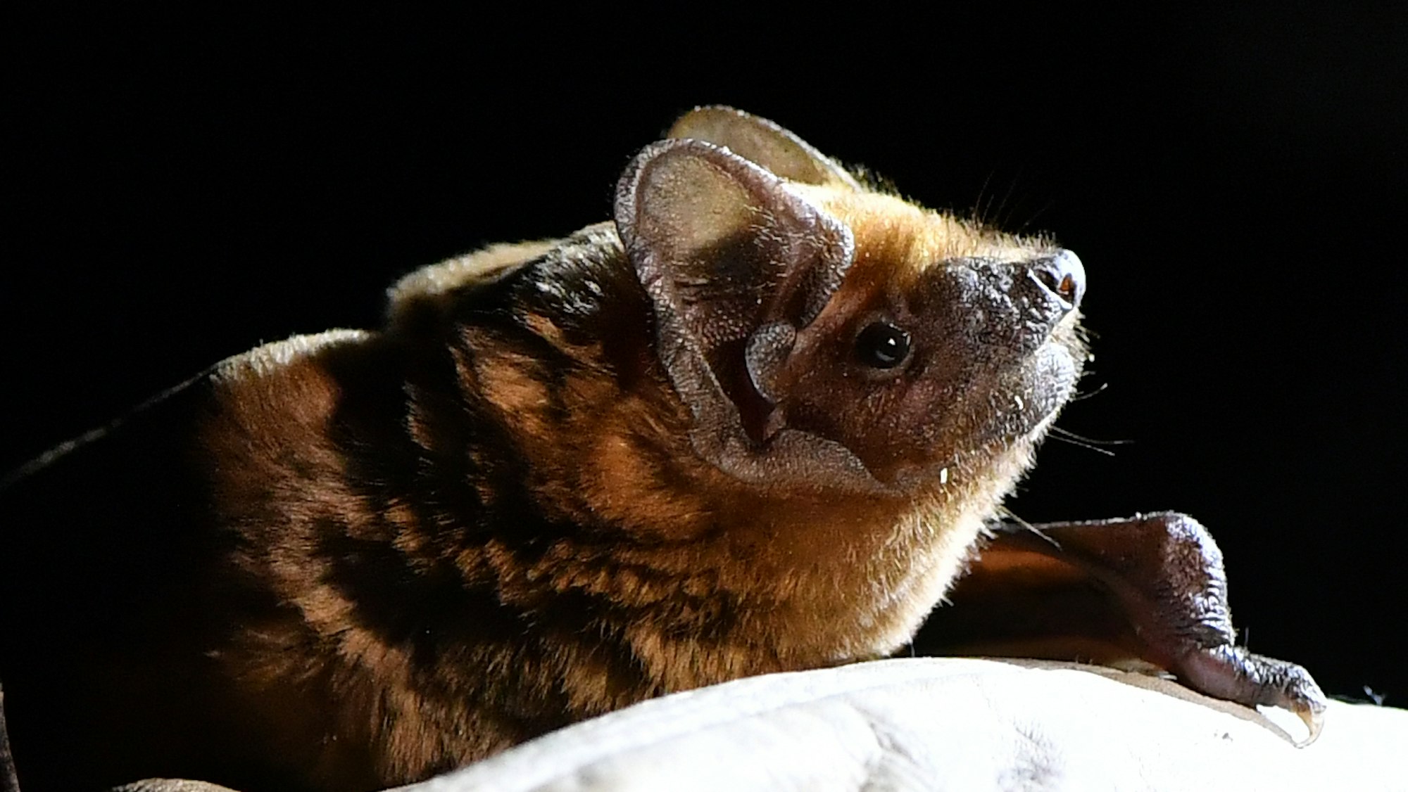 Eine Fledermaus von Nahem