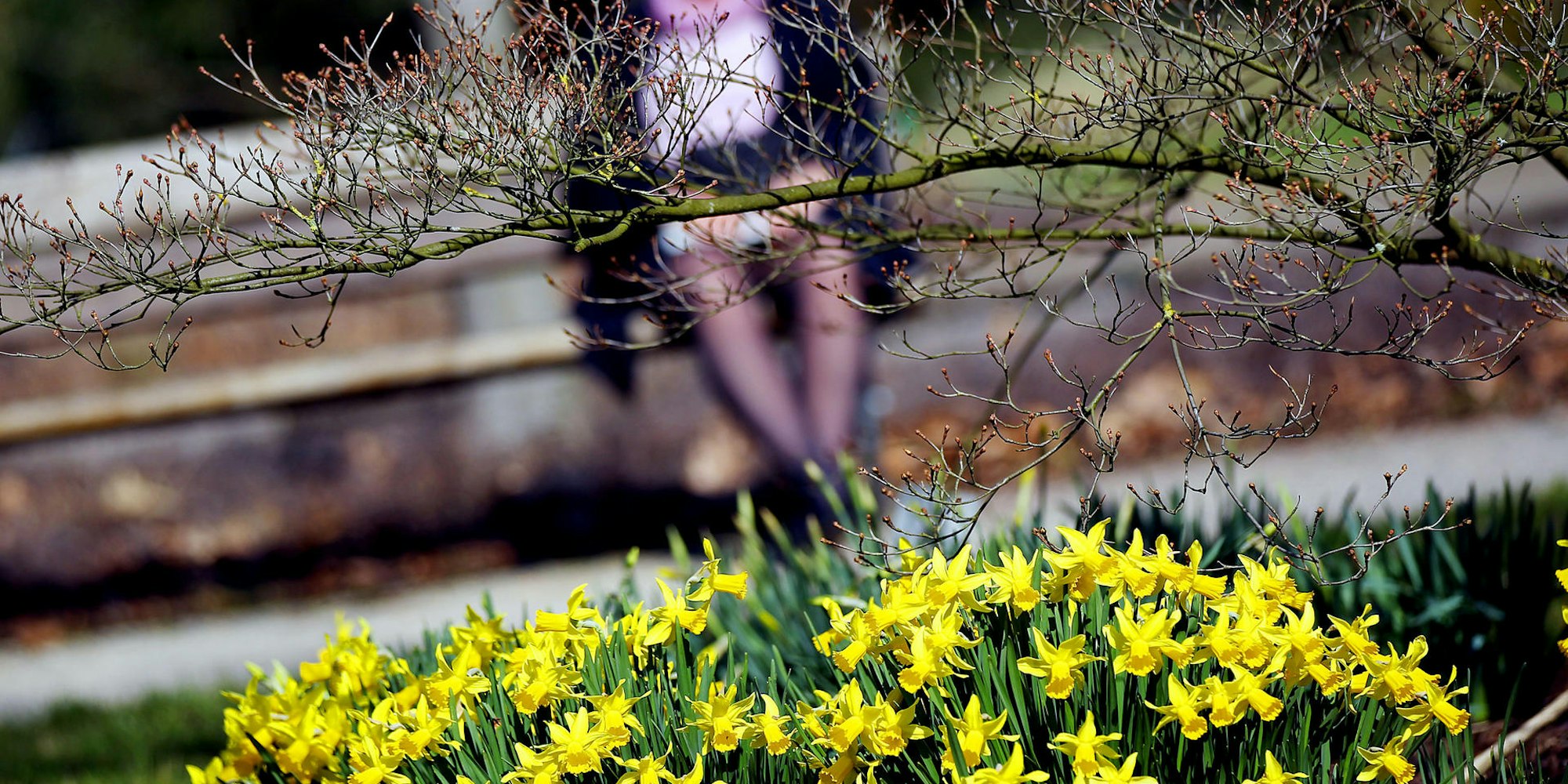 Frühling köln osterglocken parkbank