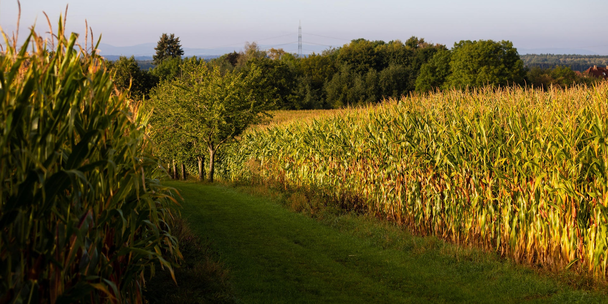 Maisfeld Symbolbild 051021