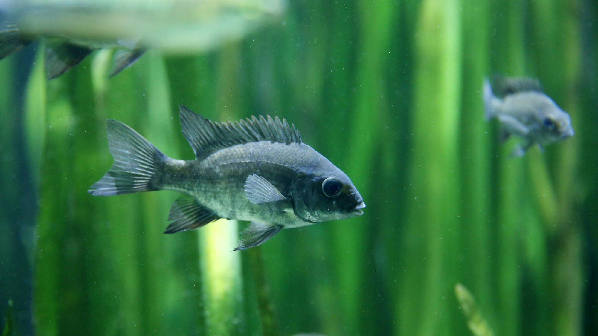 Ein Fisch in einem Aquarium