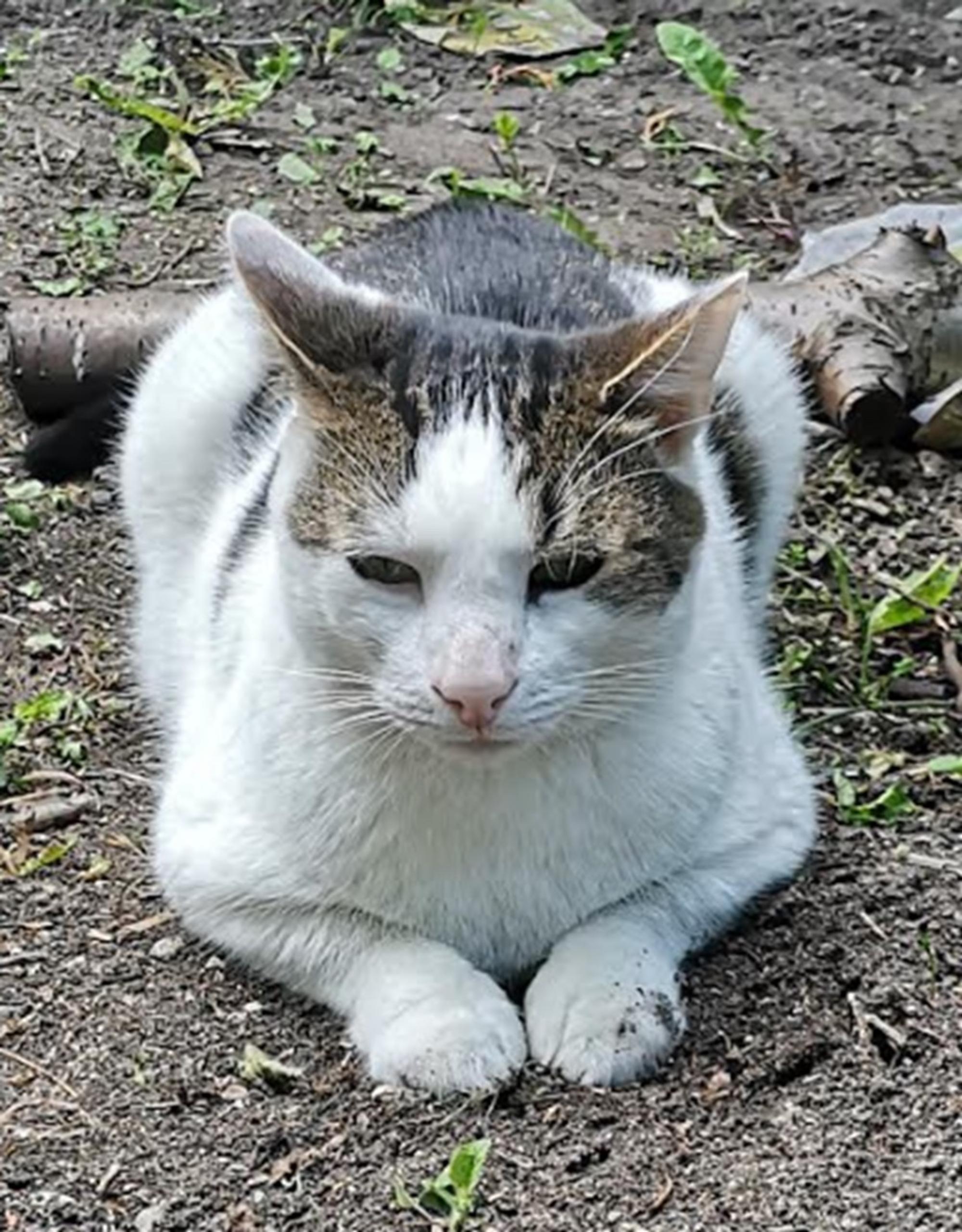 Hürth-Katze-Feuerwehr_001